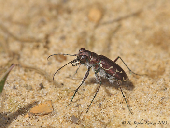 Cicindela tranquebarica